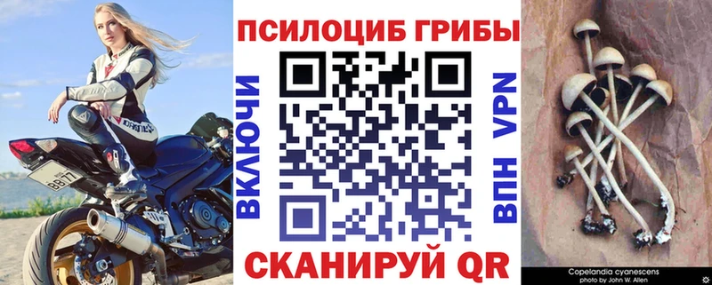 наркота  Иннополис  Галлюциногенные грибы Psilocybe 